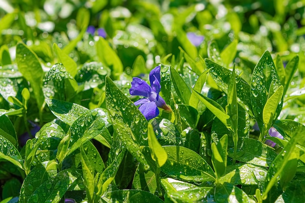 Premium Photo Green Leaves Of Vinca Plant With Purple Flowers After Rain Under Sunlight