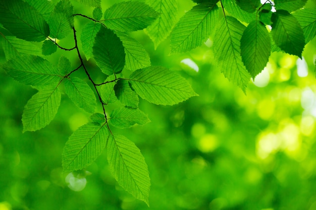 Premium Photo | Green leaves