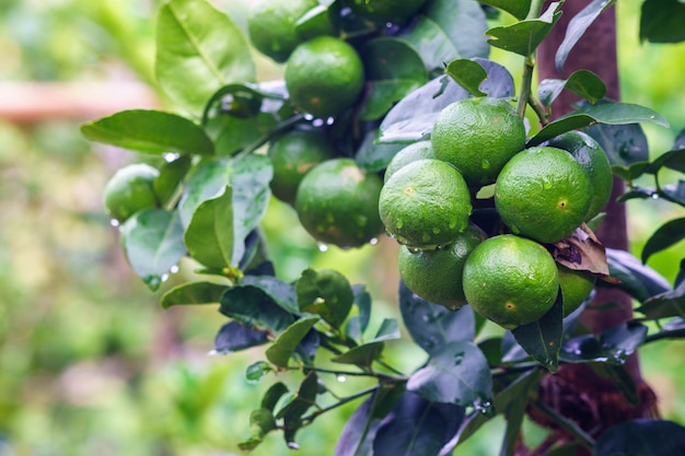 Premium Photo | Green lemon tree in the farm.