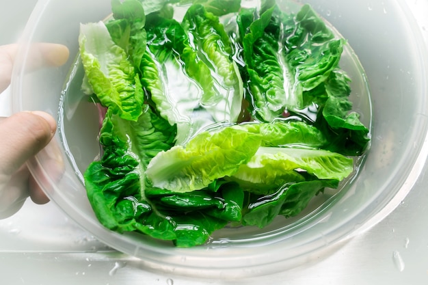 Premium Photo | Green lettuce soak water in white plastic bowl