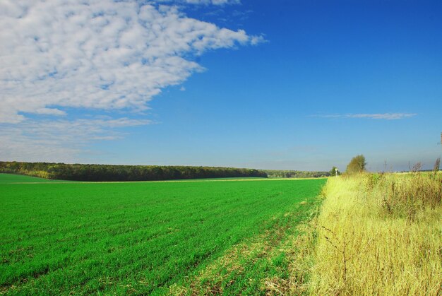 Premium Photo | Green lush meadow and blue sky with clouds