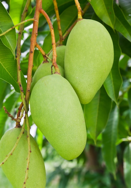 Premium Photo | A green mango tree