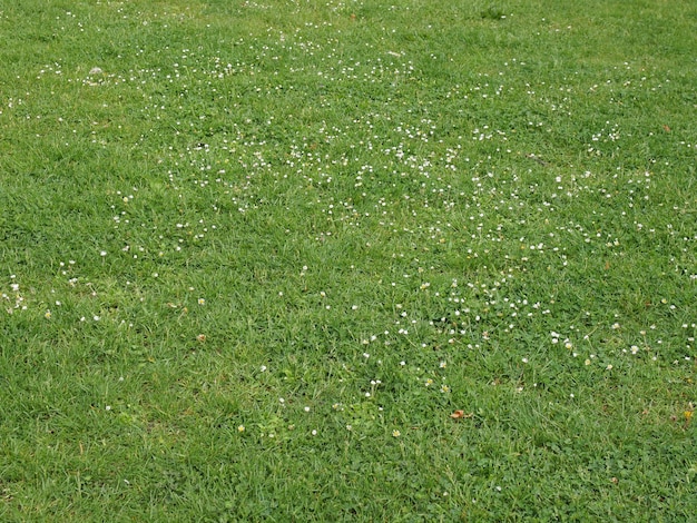 Premium Photo | Green meadow background