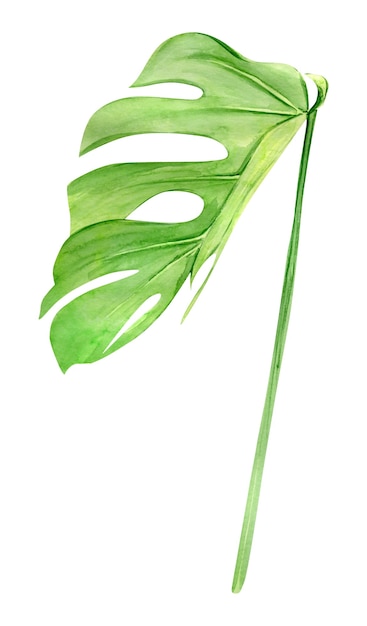緑のモンステラの葉 熱帯植物 白で隔離の手描き水彩イラスト リアルな植物画 プレミアム写真