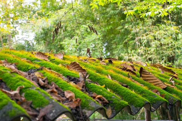 premium-photo-green-moss-on-roof