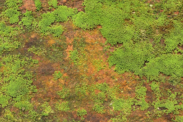 Premium Photo Green Moss Texture Background Is Growing On The Old Stone Wall