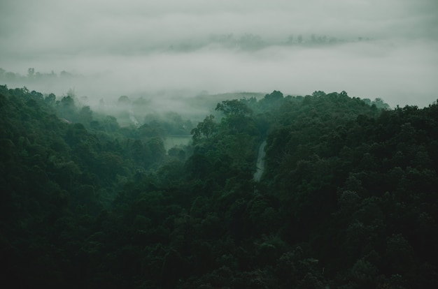 Premium Photo | Green mountain with tree in dark light