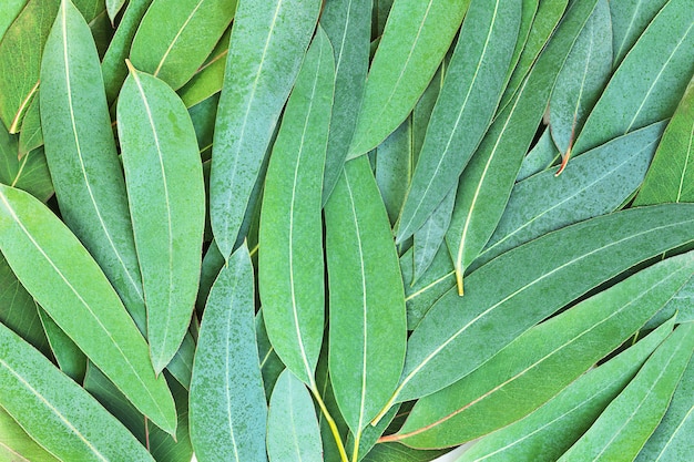 Premium Photo | Green nature background of eucalyptus leaves