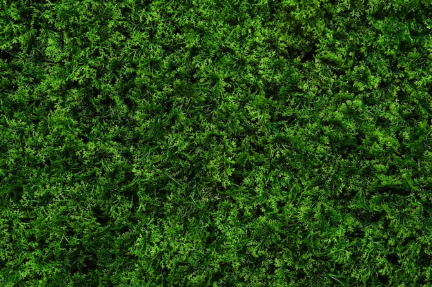 Premium Photo | Green nature background , green wall from leaves