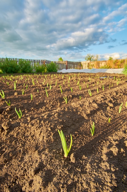 Premium Photo | Green onions in the garden