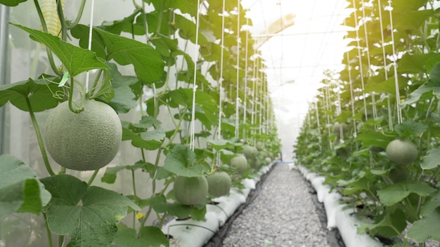 Premium Photo | Green organic cantaloupe melon growing in greenhouse farm.