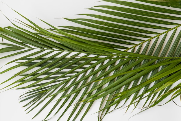 Free Photo | Green palm branches