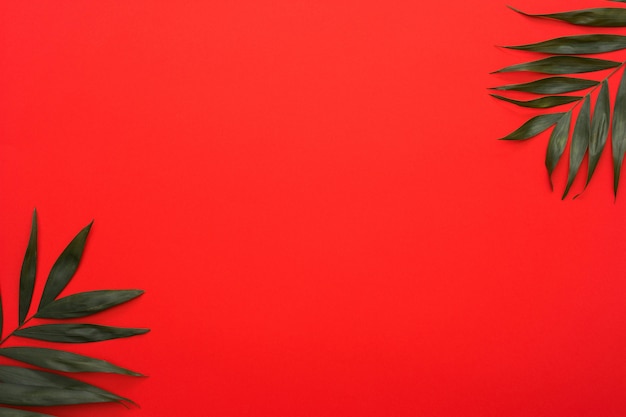 Premium Photo Green Palm Leaves Twig At The Corner Of Bright Red Background