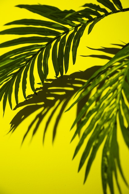 Free Photo | Green palm leaves on yellow background