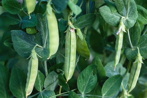 Premium Photo | Green pea pods on plant growing in the garden