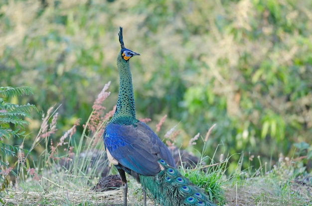 Premium Photo | Green peafowl, peacock in nature