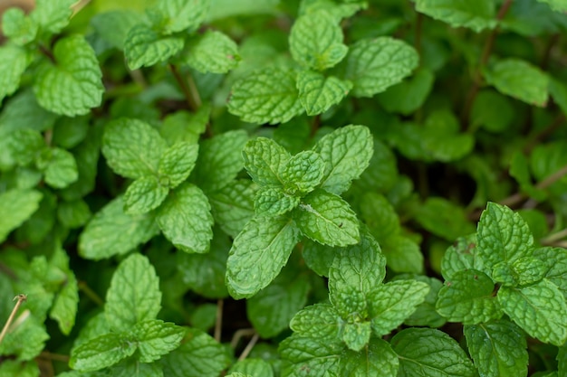 Premium Photo | Green peppermint leaves background