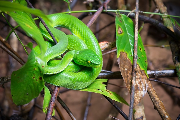 森の葉の中に隠されている緑のマムシ アジアマムシ 緑のマムシはいくつかの毒ヘビの一般的な名前 プレミアム写真 森の葉の中に隠されている緑のマムシ アジアマムシ 緑のマムシはいくつかの毒ヘビの一般的な名前 プレミアム写真