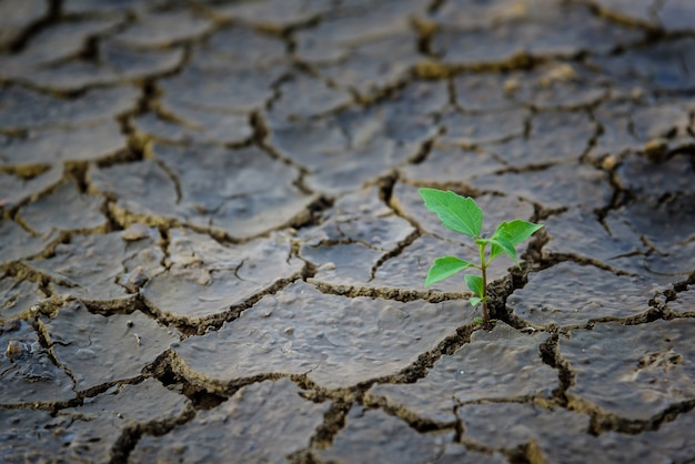 Premium Photo | Green plant growing trough dead soil.