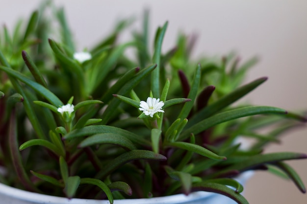 Premium Photo Green Plant With Small White Flowers In A Pot Close Up