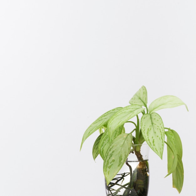 Green Plants In Water Vase Photo Free Download