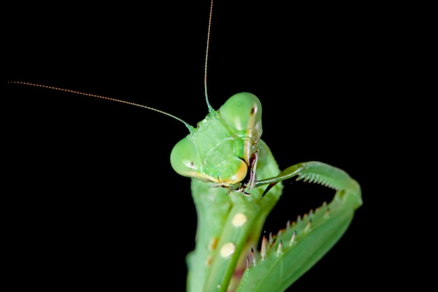 Premium Photo | Green praying mantis on branch with black wall ...