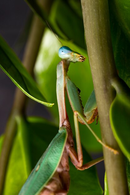 Premium Photo | Green praying mantis kind of heirodula vietnam vertical ...