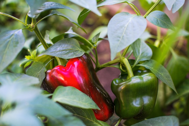 Premium Photo | Green and red bell pepper growing in garden