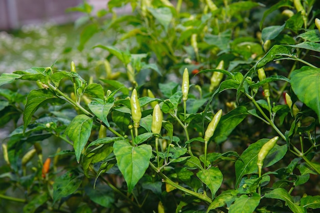 Premium Photo | Green and red chili with white flower on a chili stem ...