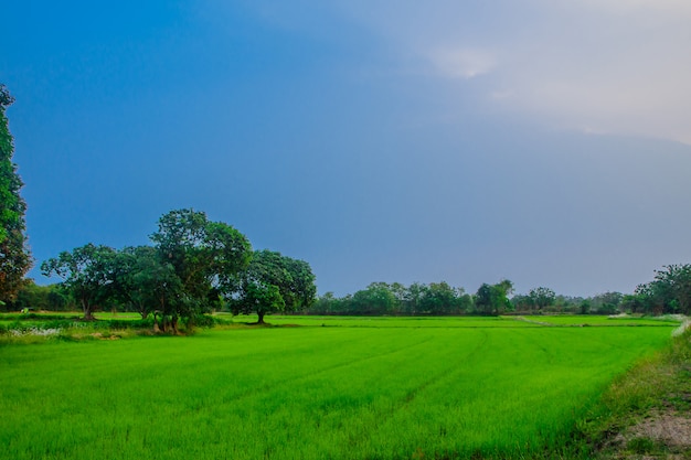 Premium Photo | Green rice fields that are beautiful in thailand.