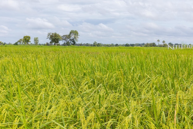 Premium Photo | The green rice plants in the rainy season are blooming.