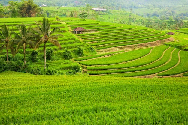 Green rice terraces jatiluwih close to ubud, bali, indonesia Premium Photo