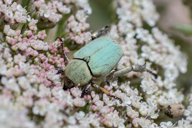 Premium Photo | Green rose chafer (cetonia aurata) beetle