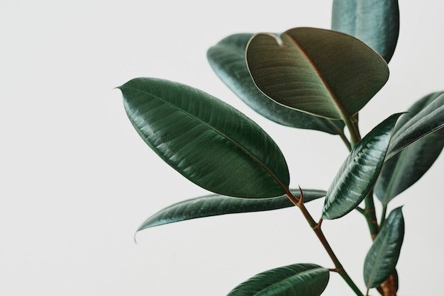 Free Photo | Green rubber plant leaf on gray background