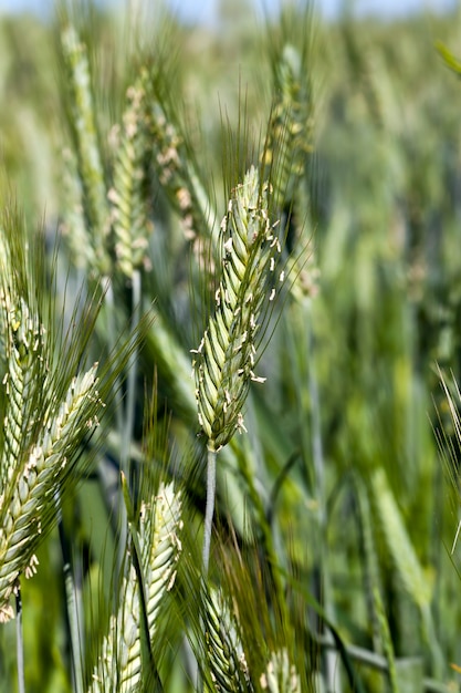 Premium Photo | Green rye spikelets during flowering, the elements ...