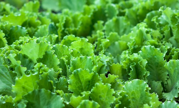 Premium Photo | Green salad leaves background