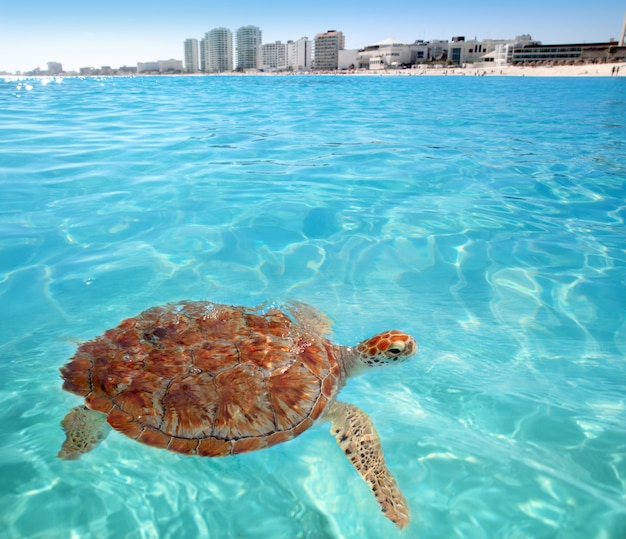 sea turtles cancun