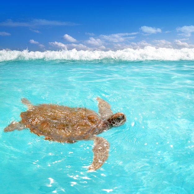 Premium Photo | Green sea turtle chelonia mydas caribbean