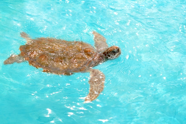 Premium Photo | Green sea turtle chelonia mydas caribbean