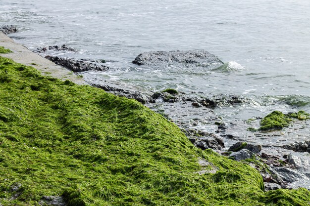 Green seaweed at ocean coast beach Premium Photo