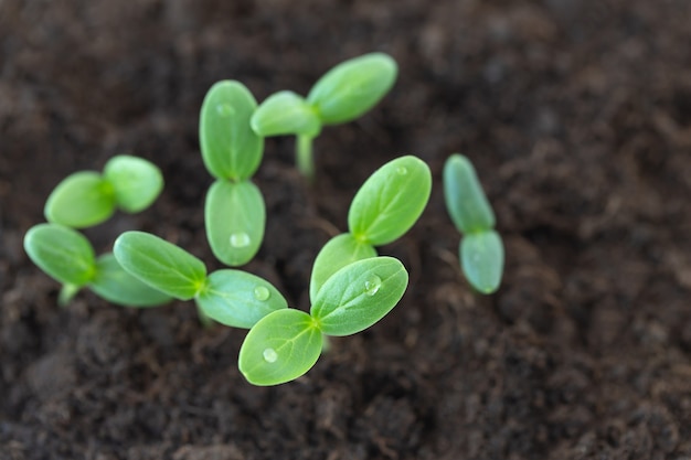 Premium Photo | Green small seedlings growing in the soil