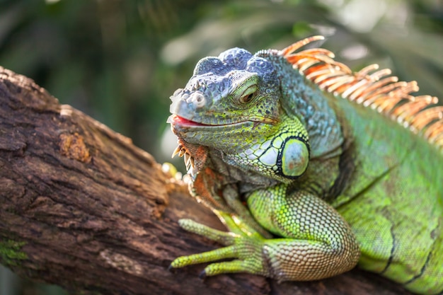 Premium Photo | A green smiling big iguana is lying on a tree branch