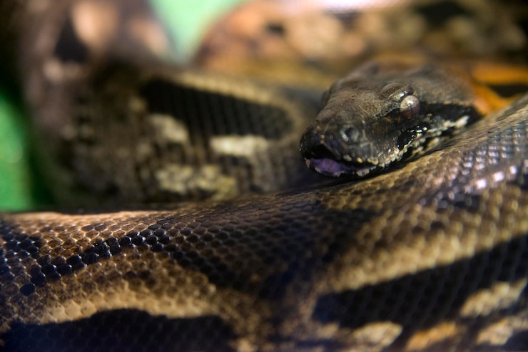 Premium Photo | Green snake anaconda macro photo at zoo