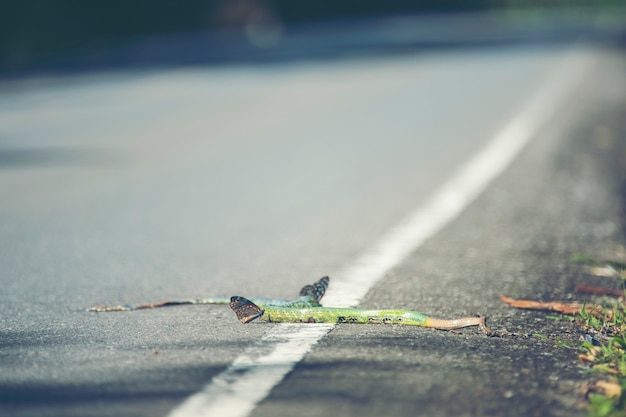 Premium Photo | The green snake dead on the road in khao yai national ...