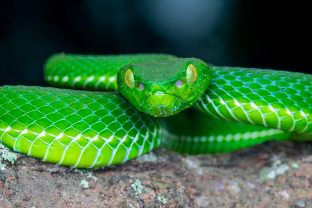 Premium Photo | Green snake portrait wildlife