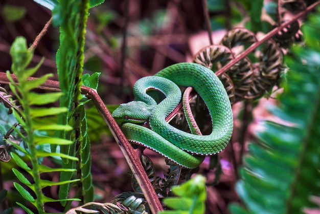 Premium Photo | Green snake (trimeresurus sp.) is curled on fern tree ...