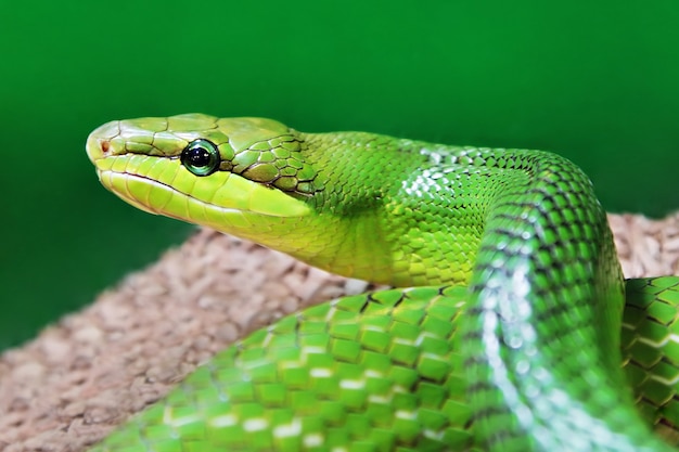 Premium Photo | Green snake