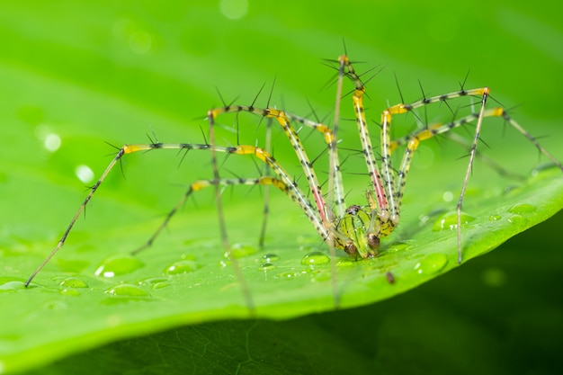 Premium Photo | Green spider macro long legs on a leaf green scene