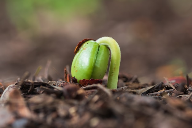 Premium Photo | Green sprout growing out from soil.