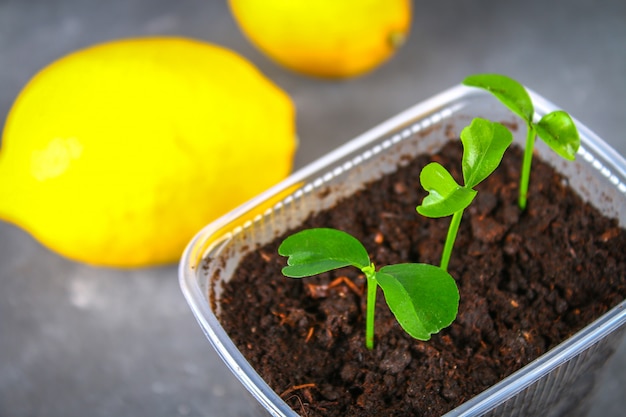 A green sprout of lemon in a pot. seedling from the bones. ripe lemon fruit next to a tree. Premium Photo
